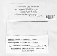 Cyphella subcyanea image